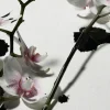 Discount & Other Stories Mini Brume Corps Sardonyx Fire